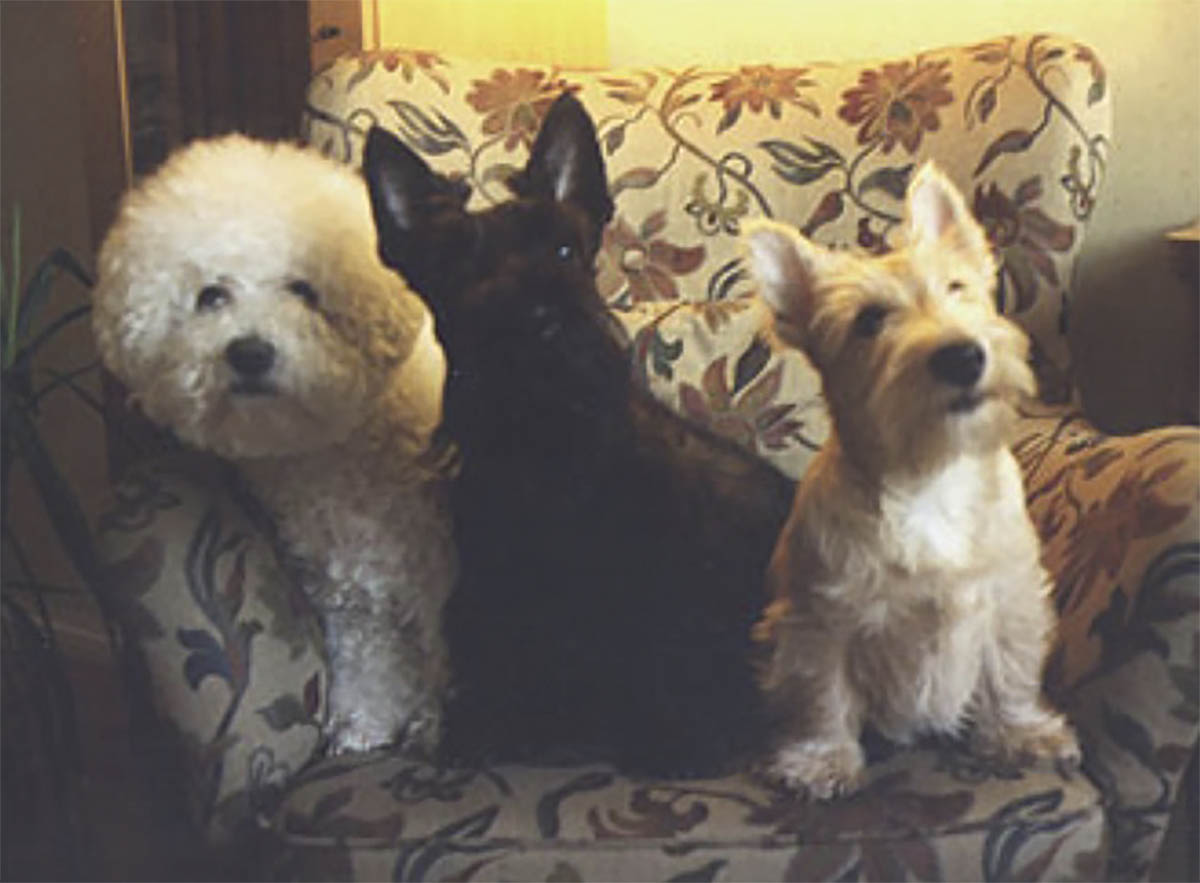 bichon frise