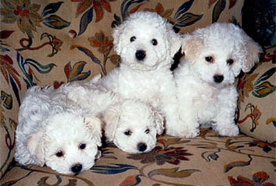 begbie bichon frise