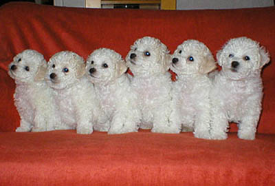 bichon frise