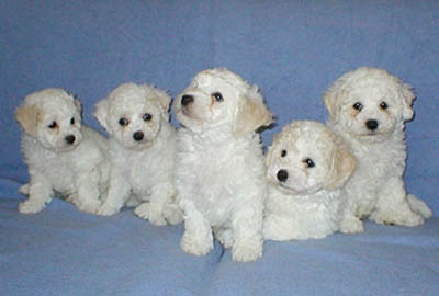 bichon frise pentue