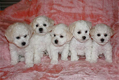 bichon frise -pentu