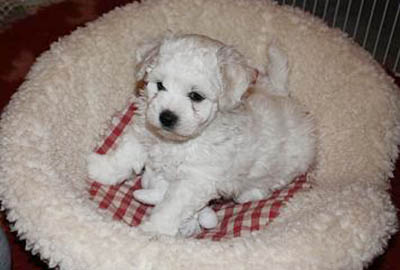 bichon frise