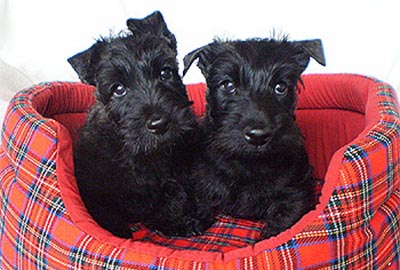 scottish terrier