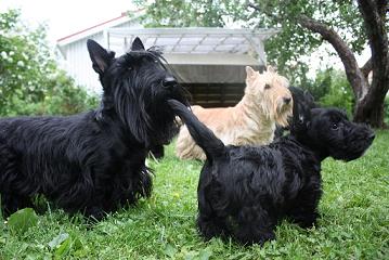 Begbie Scottish Terrier