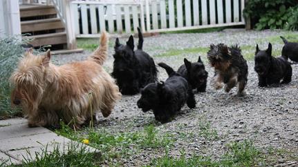 Begbie Scottish Terrier