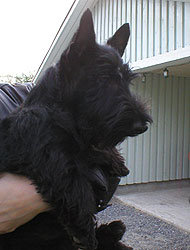 Begbie Scottish Terrier