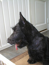 Begbie Scottish Terrier