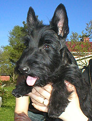 Begbie Scottish Terrier