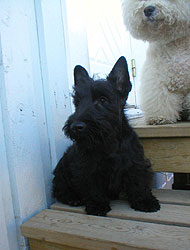 Begbie Scottish Terrier