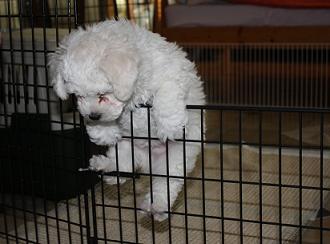 Bichon frise pentu