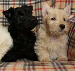 Begbie Scottish Terrier