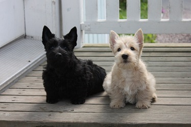 Begbie Scottish Terrier