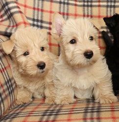 Begbie Scottish Terrier