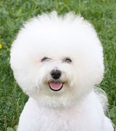 Bichon frise