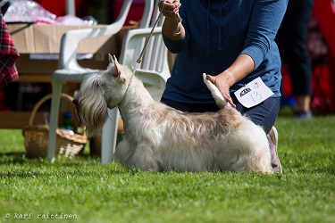 Begbie Scottish Terrier