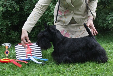 Begbie Scottish Terrier