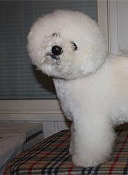 Bichon frise