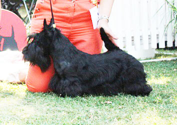 Begbie Scottish Terrier