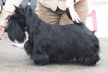 Begbie Scottish Terrier