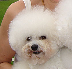 Bichon frise