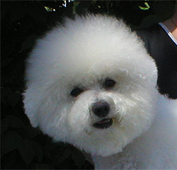 Bichon frise