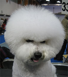 Bichon frise