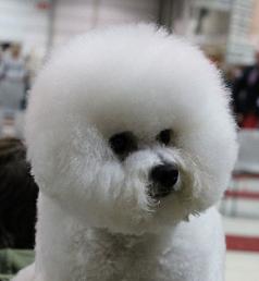 Bichon frise