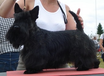 Begbie Scottish Terrier