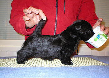 Begbie Scottish Terrier