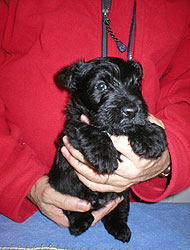 Begbie Scottish Terrier