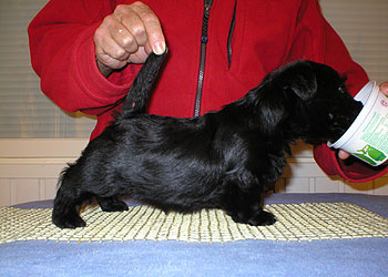 Begbie Scottish Terrier