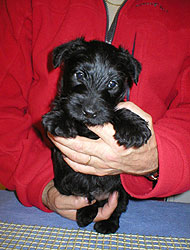 Begbie Scottish Terrier