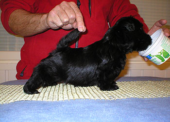 Begbie Scottish Terrier