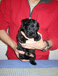 Begbie Scottish Terrier