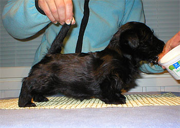 Begbie Scottish Terrier