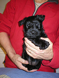 Begbie Scottish Terrier