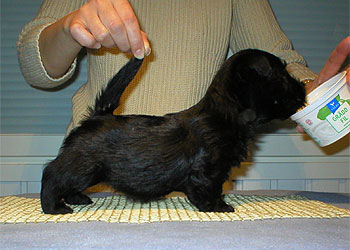 Begbie Scottish Terrier