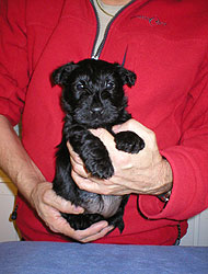 Begbie Scottish Terrier